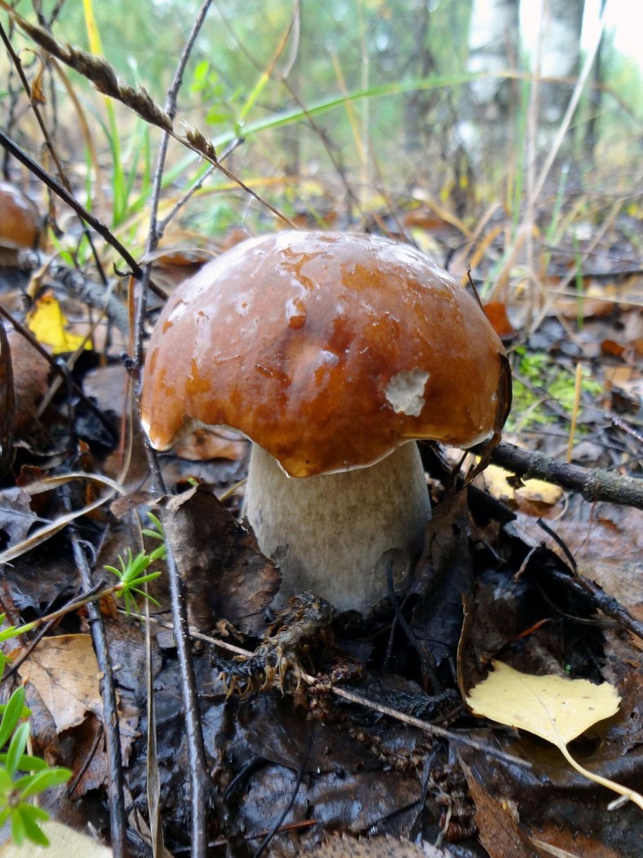 Белый гриб берёзовый (Boletus betulicolus)