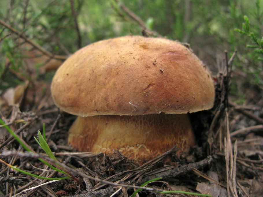 Боровик Боровой