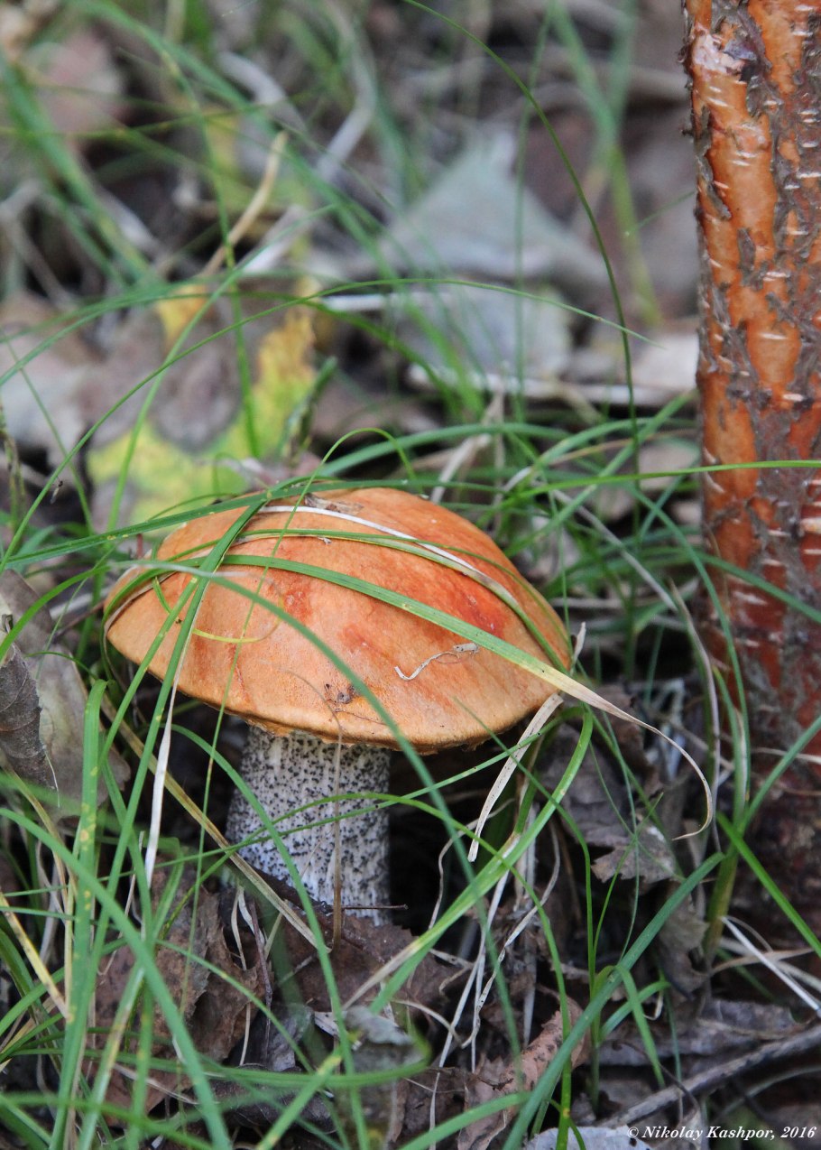 Гриб Сосновый Боровой