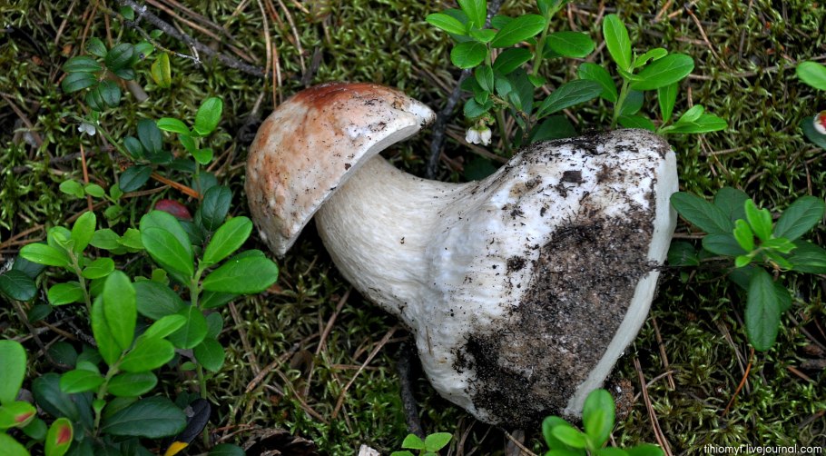 Боровой белый