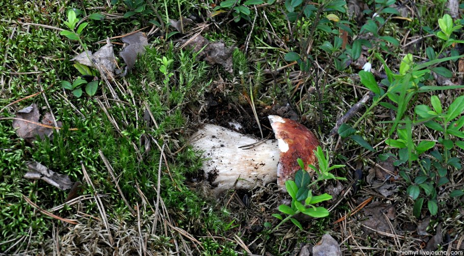 В каких лесах растут белые