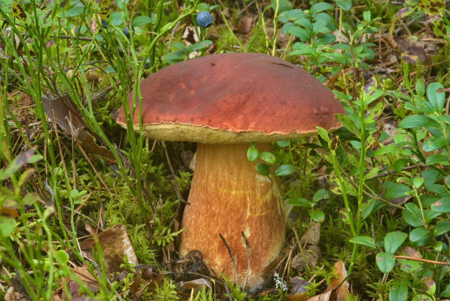 Канадский Боровик гриб