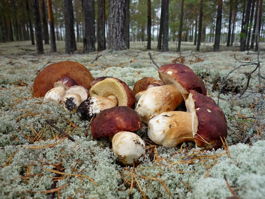 Урожай грибов