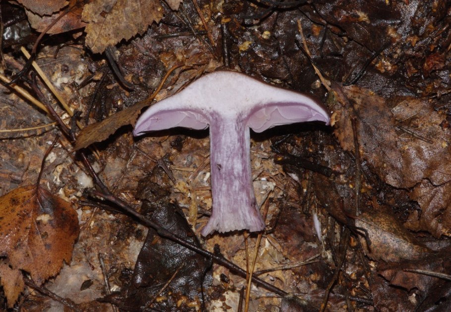 Рядовка сорная