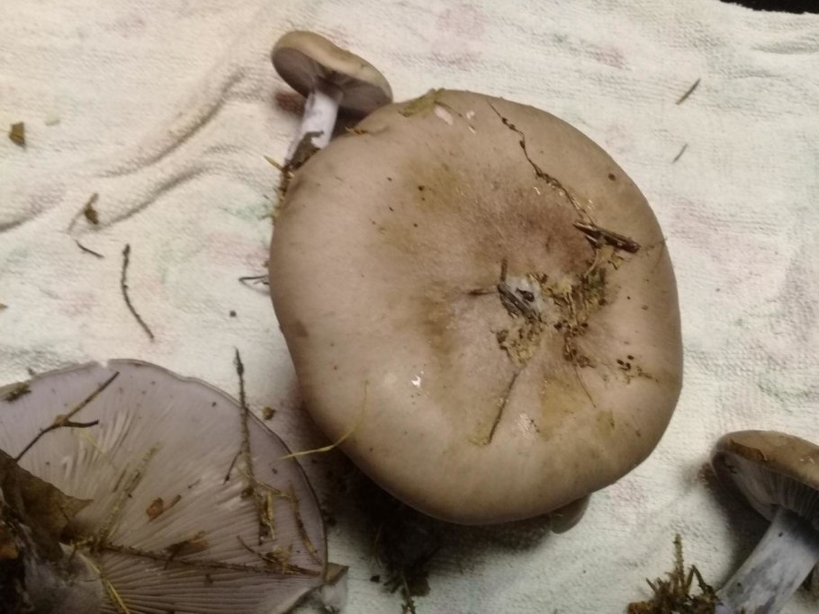 Грибы которые после варки становятся фиолетовыми