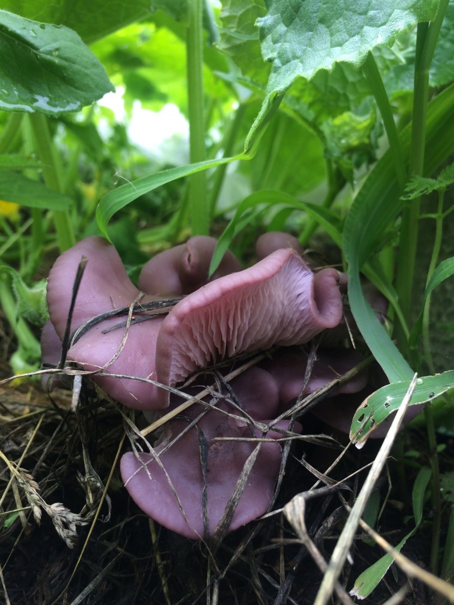 Cortinarius eucaeruleus