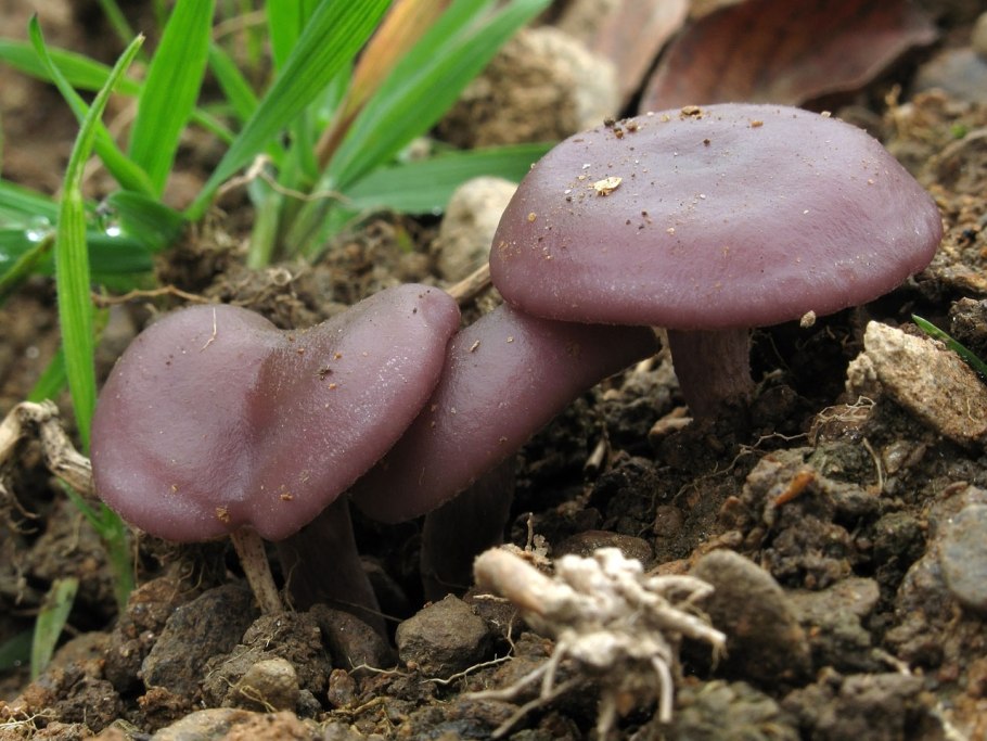 Спасибо Алиса фото синей рядовки нужно