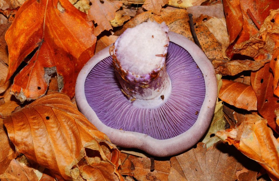 Гриб рядовка фиолетовая