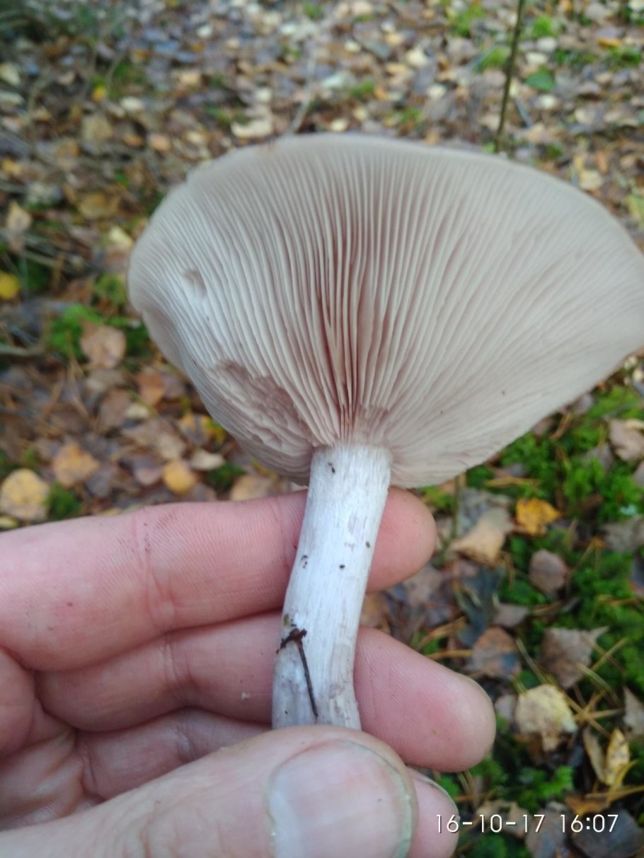 Гриб рядовка