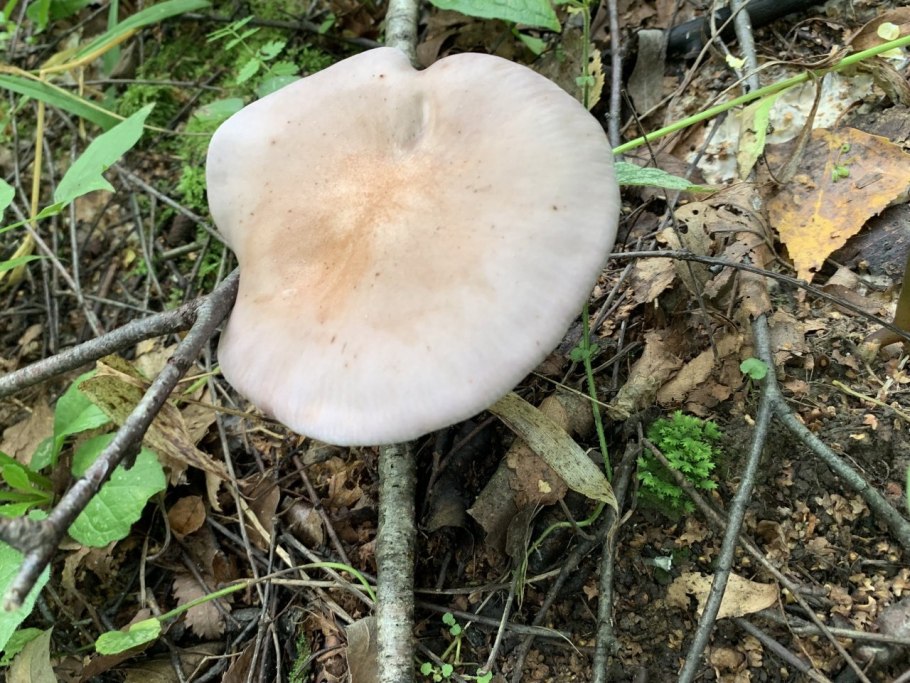 Ведьмин гриб рядовка лиловая