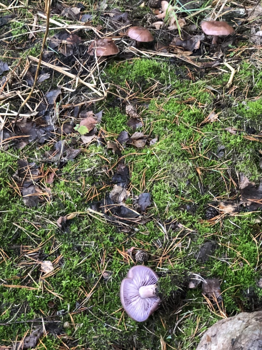 Рядовка грязная (Lepista sordida