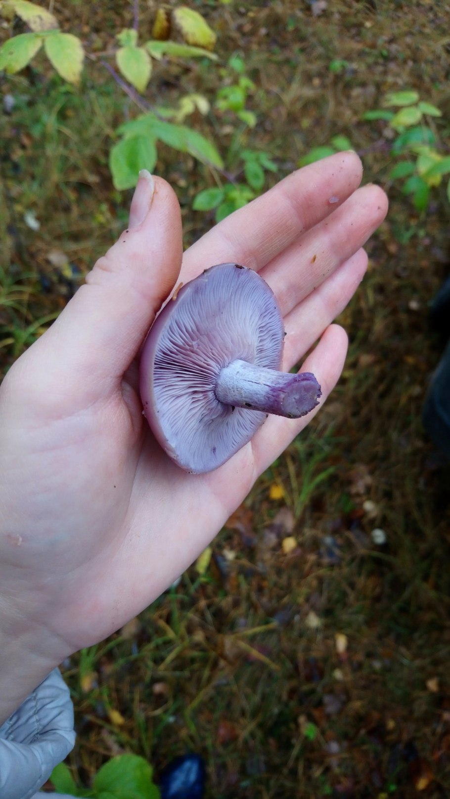 Рядовка серовато-сиреневая Lepista glaucocana