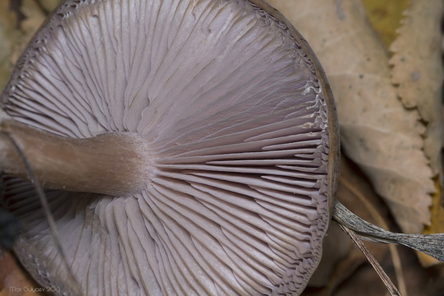 Леписта грязная