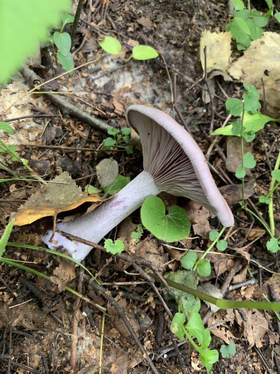 Грибы синюхи рядовка фиолетовая