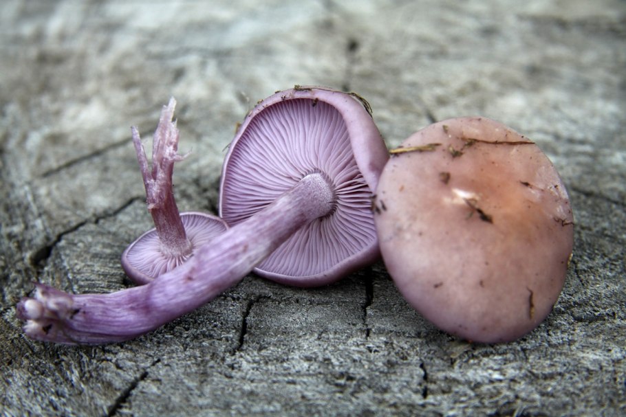 Леписта Фиалковая