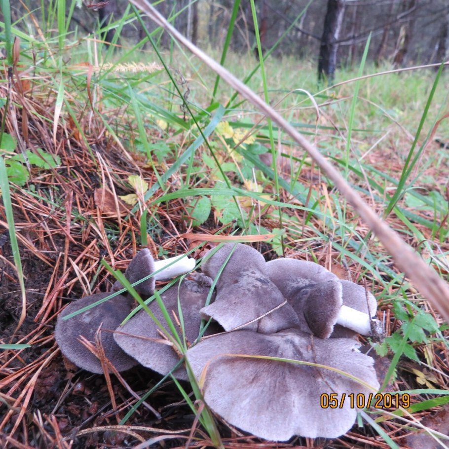 Паутинник фиолетовый гриб