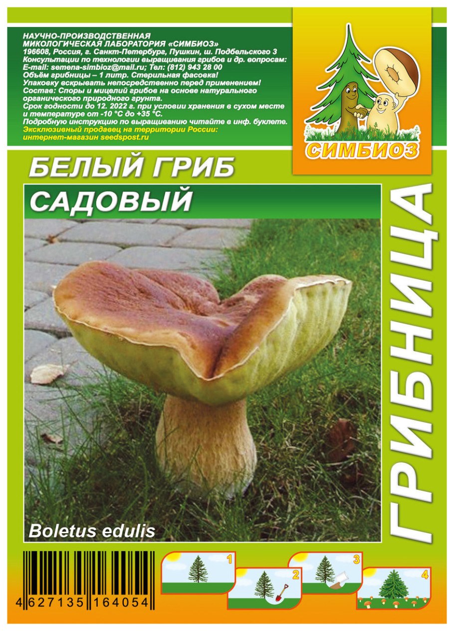 Белые грибы на столе