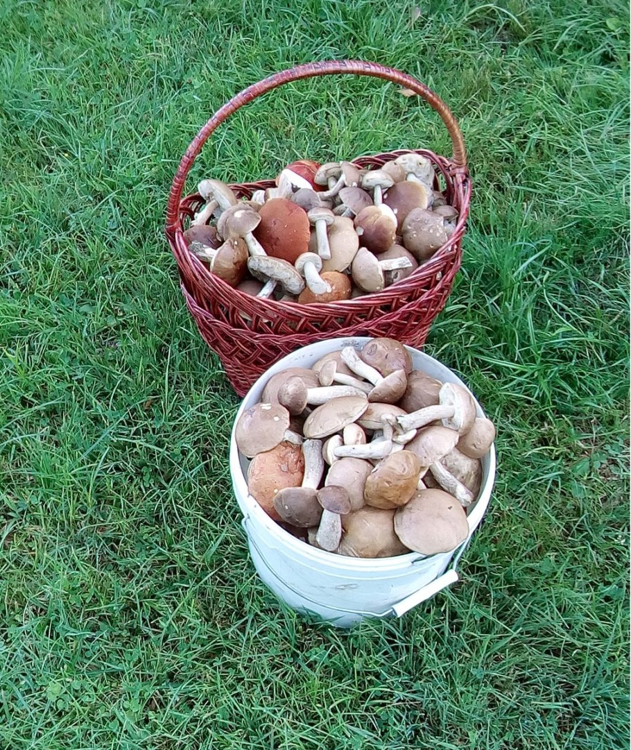 Грибы из камней