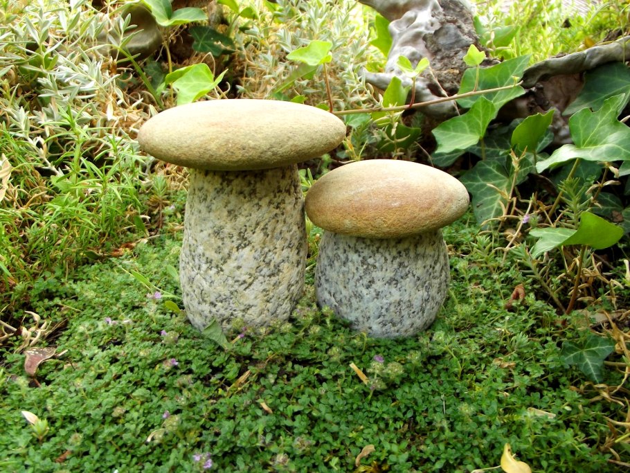 Урожай белых грибов