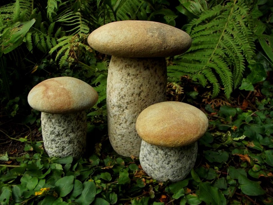 Лесные грибы на даче