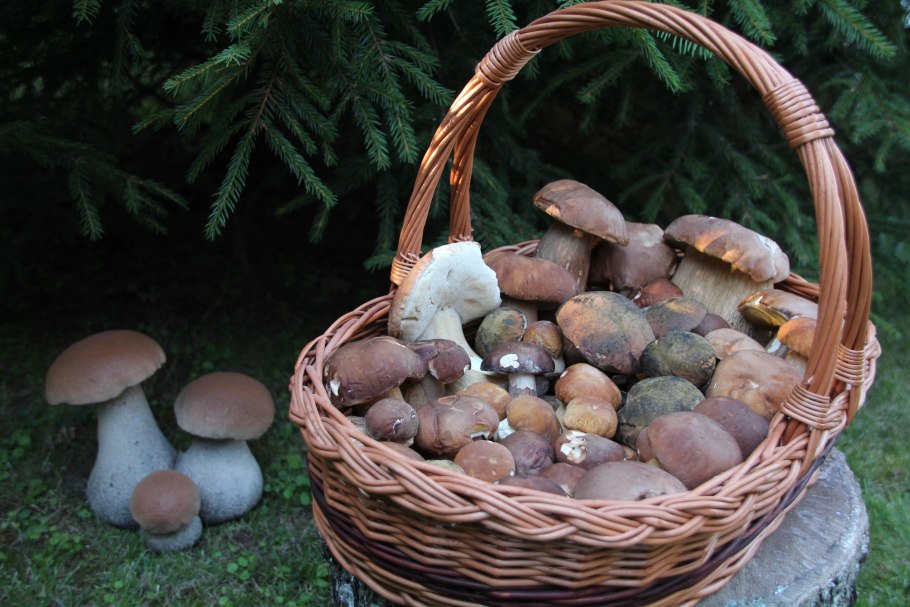 Семена белого гриба