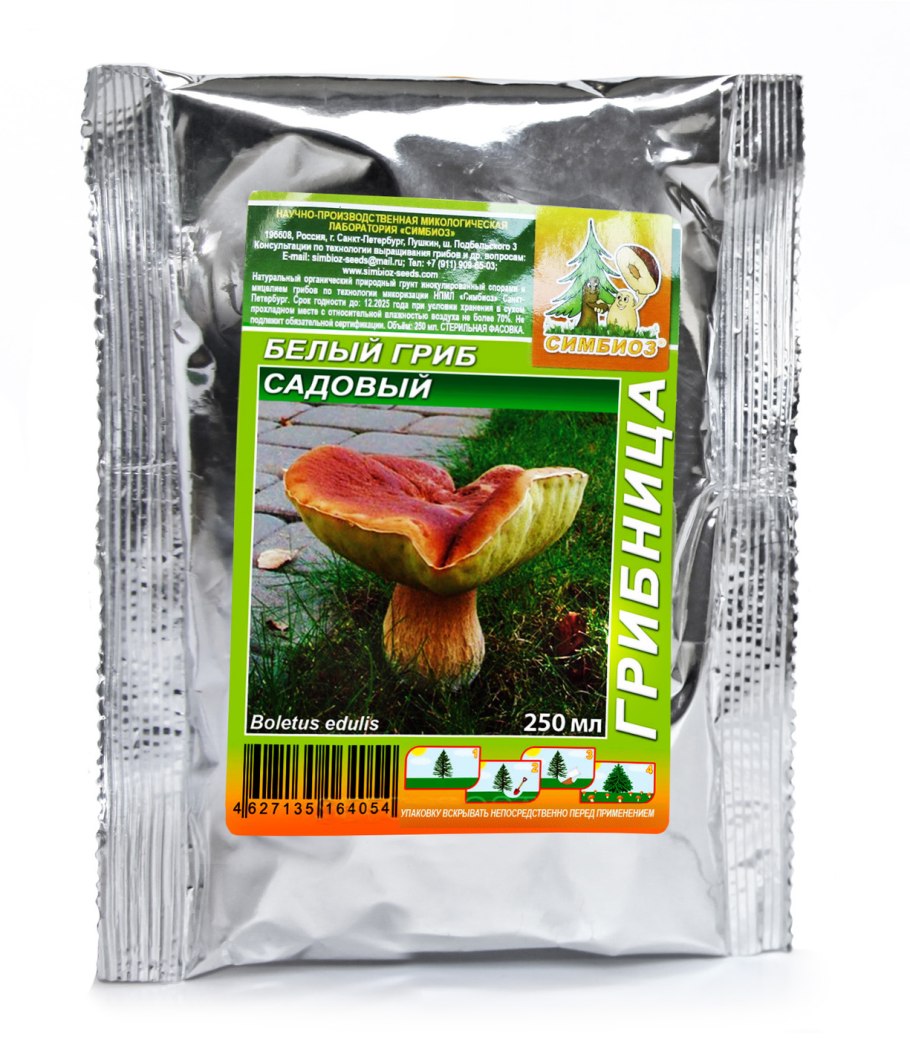 Гриб Боровик