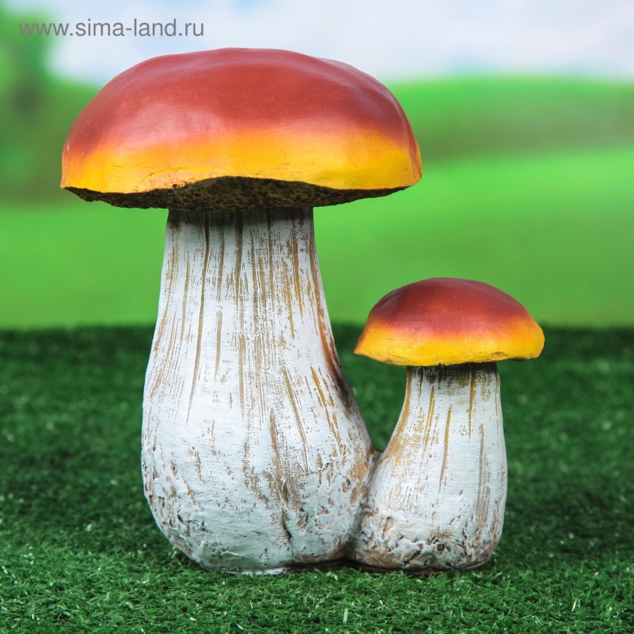 Грибы на приусадебном участке