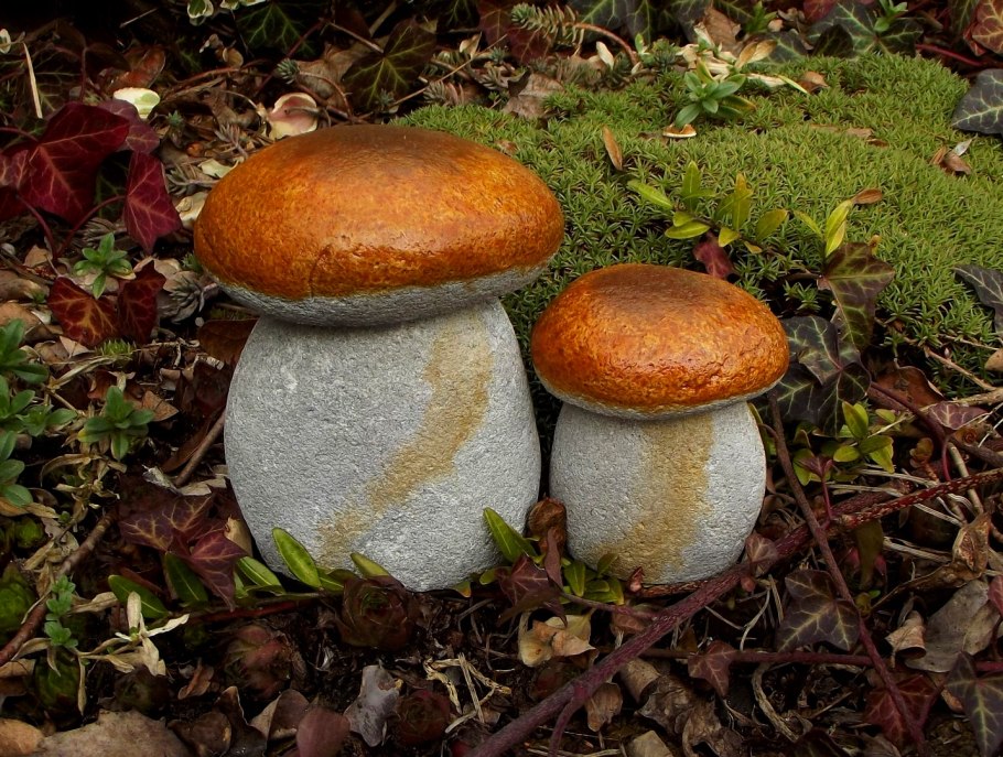 Белые грибы на участке