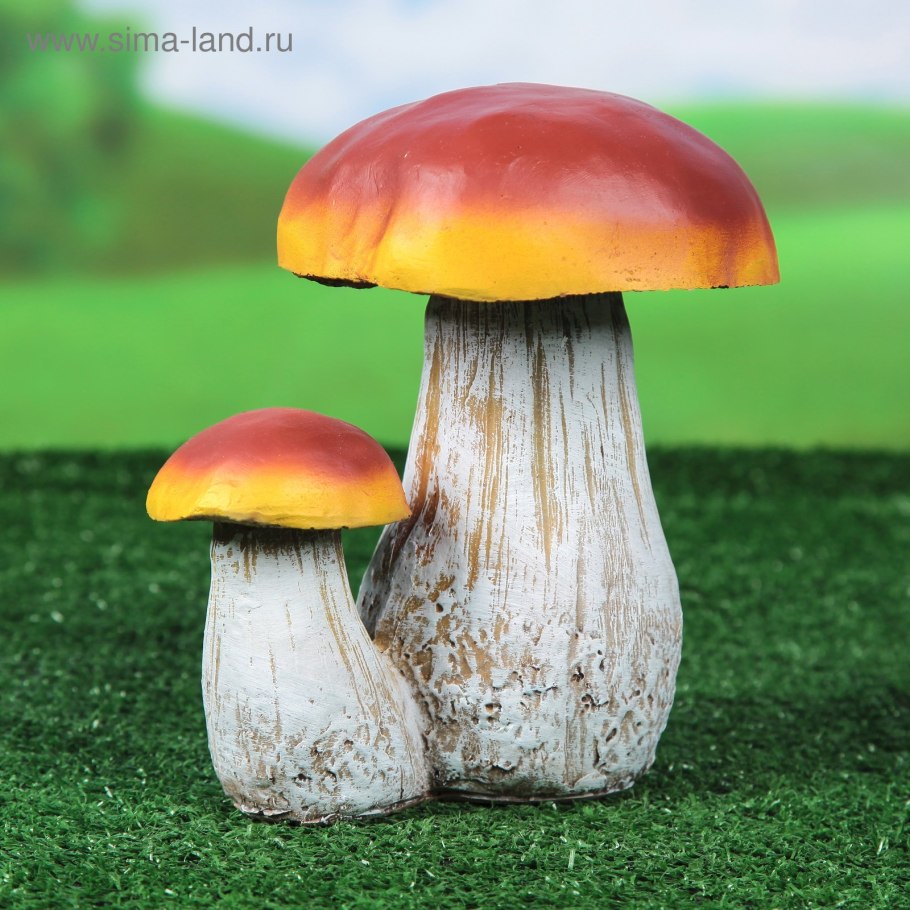 Грибы на камнях