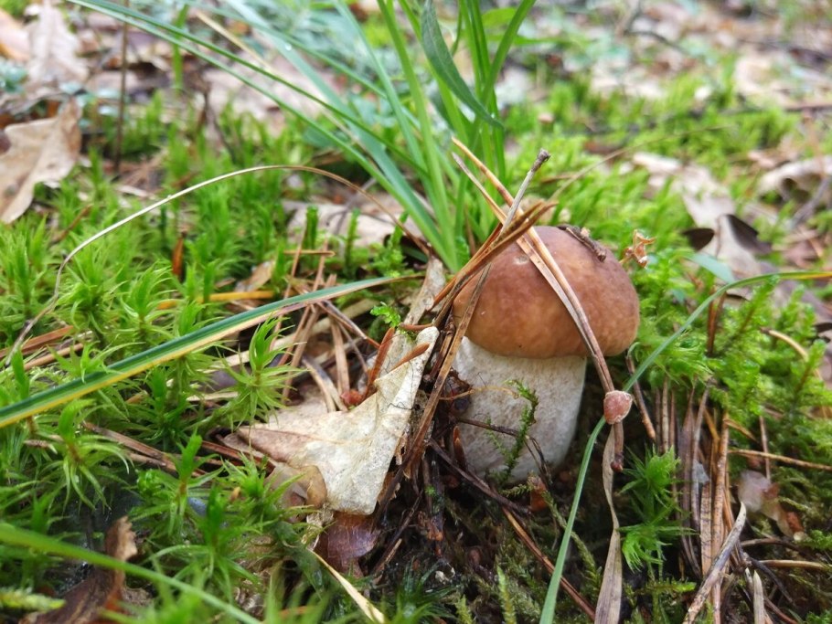 Белые грибы на дачном участке