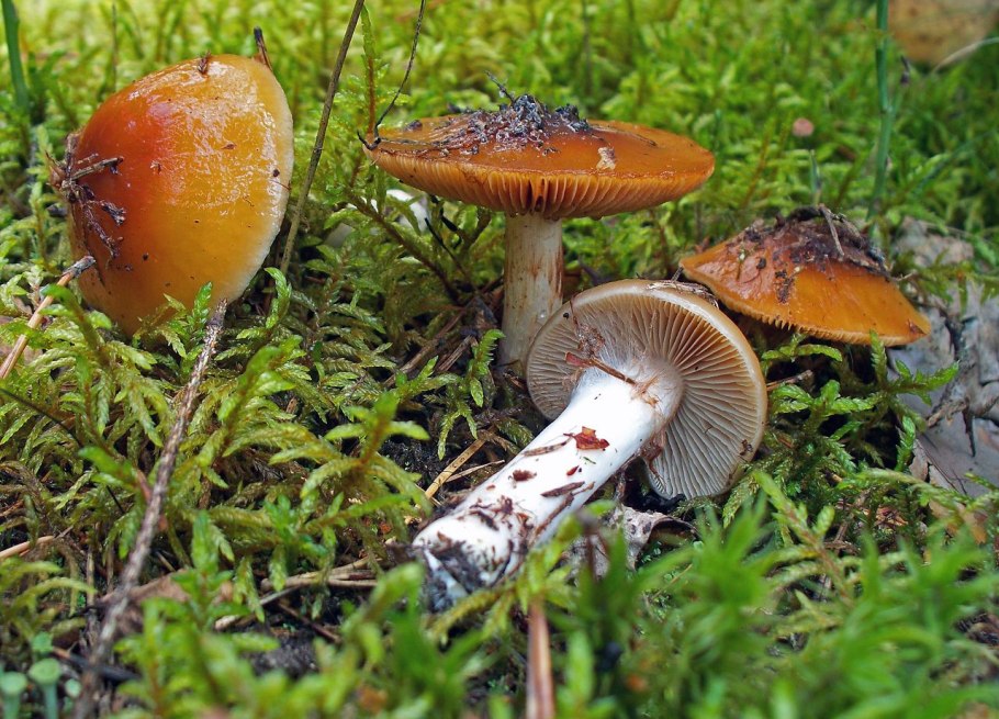Паутинник слизевой Cortinarius mucifluus