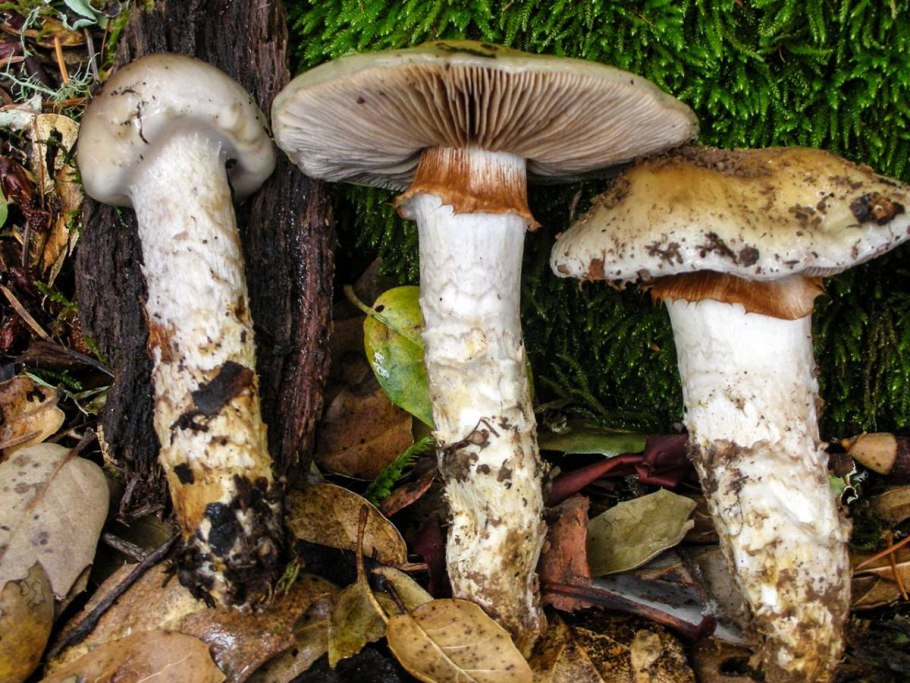 Паутинник слизевой гриб