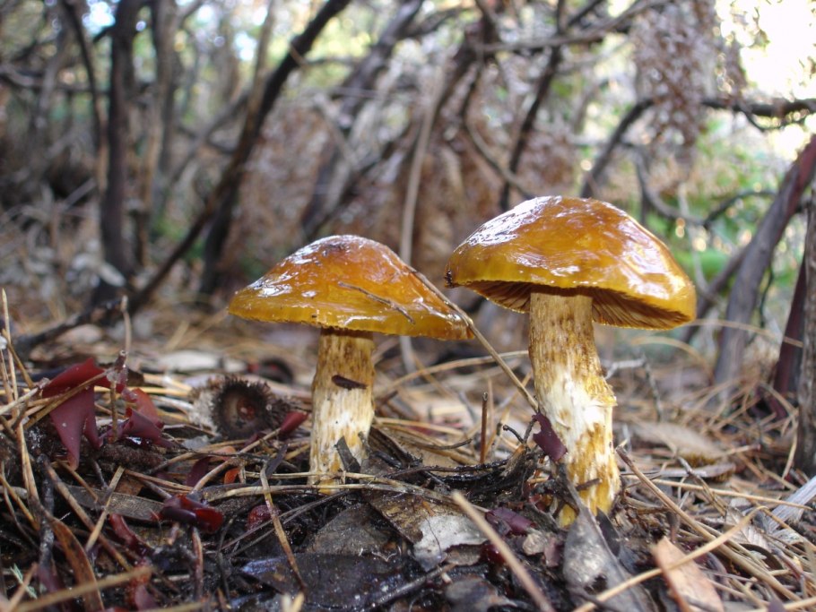 Паутинник слизистый Cortinarius mucosus