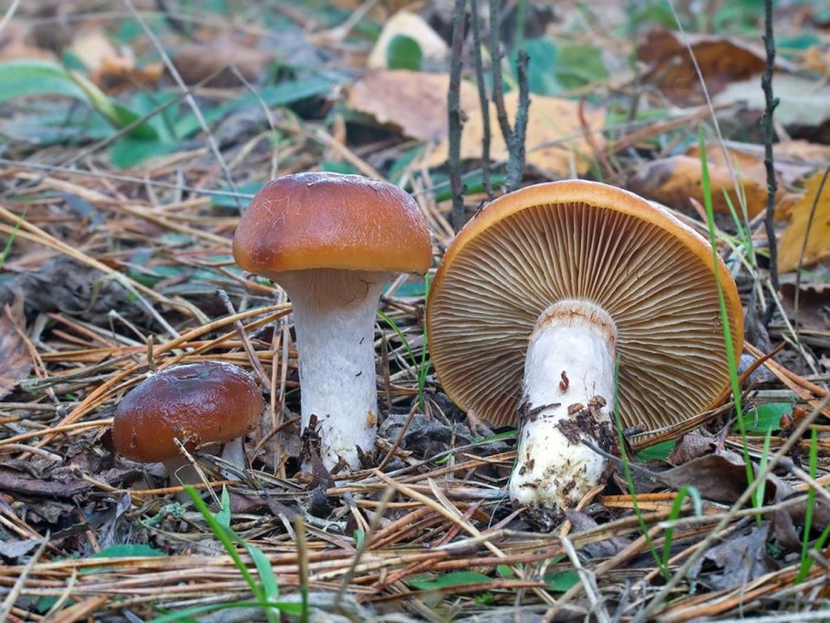 Паутинник слизистый Cortinarius mucosus