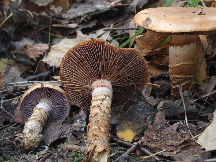 Гриб паутинник обыкновенный