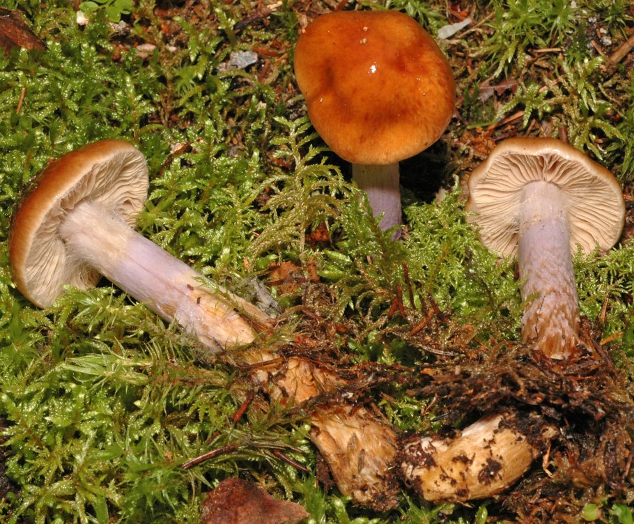 Паутинник пачкающий Cortinarius collinitus