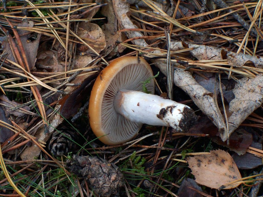 Паутинник слизистый Cortinarius mucosus