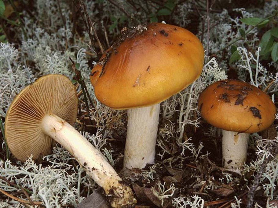 Паутинник слизистый Cortinarius mucosus