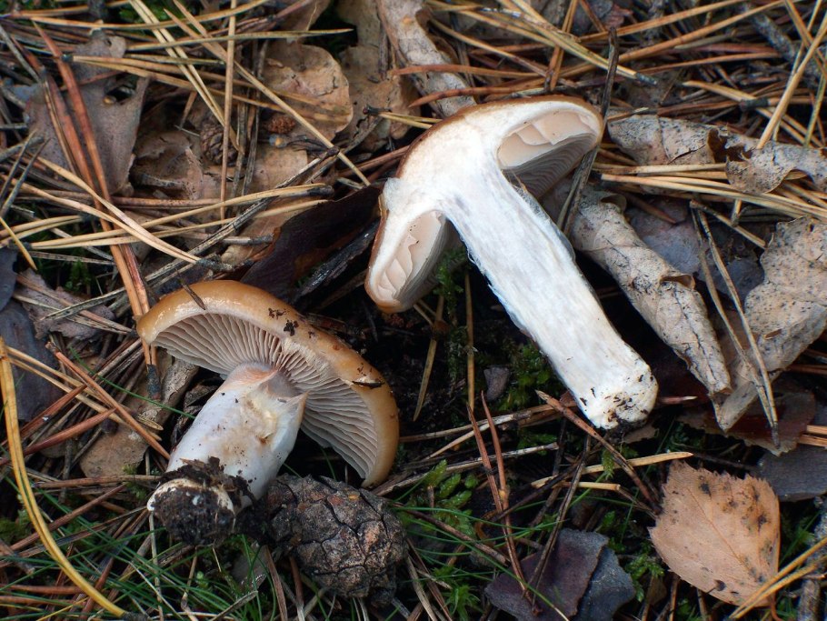 Паутинник слизистый Cortinarius mucosus