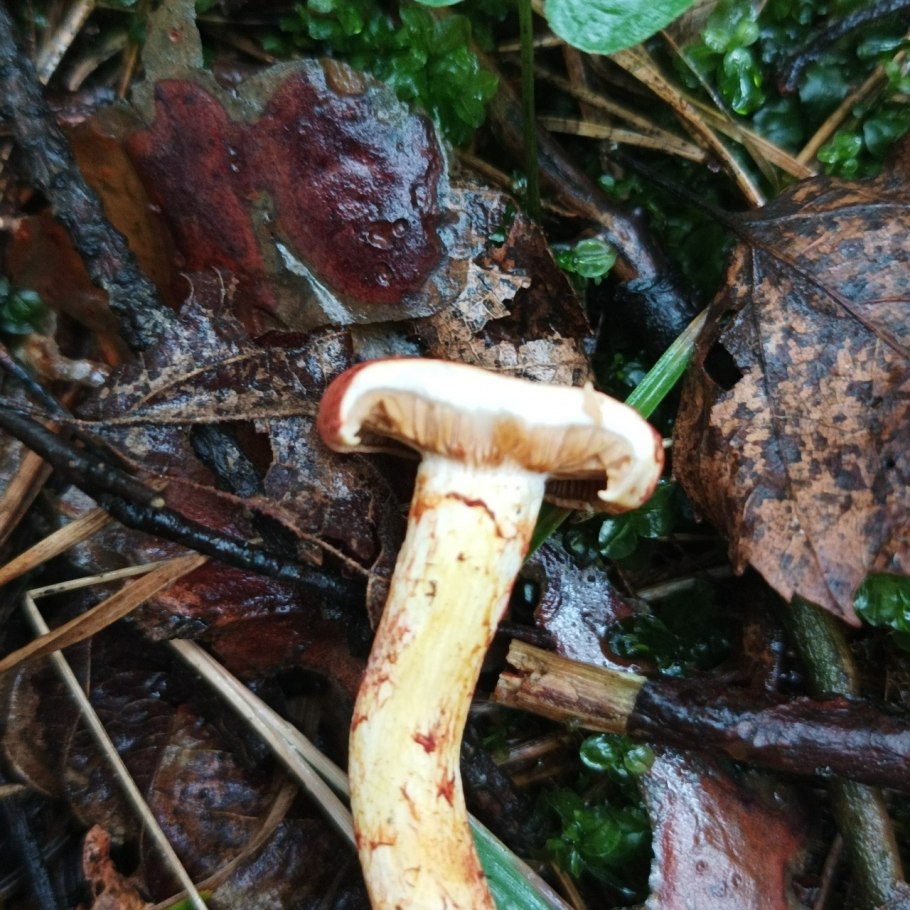 Паутинник ленивый Cortinarius Bolaris