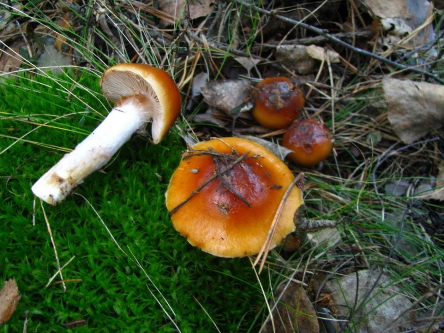 Лесной паутинник гриб