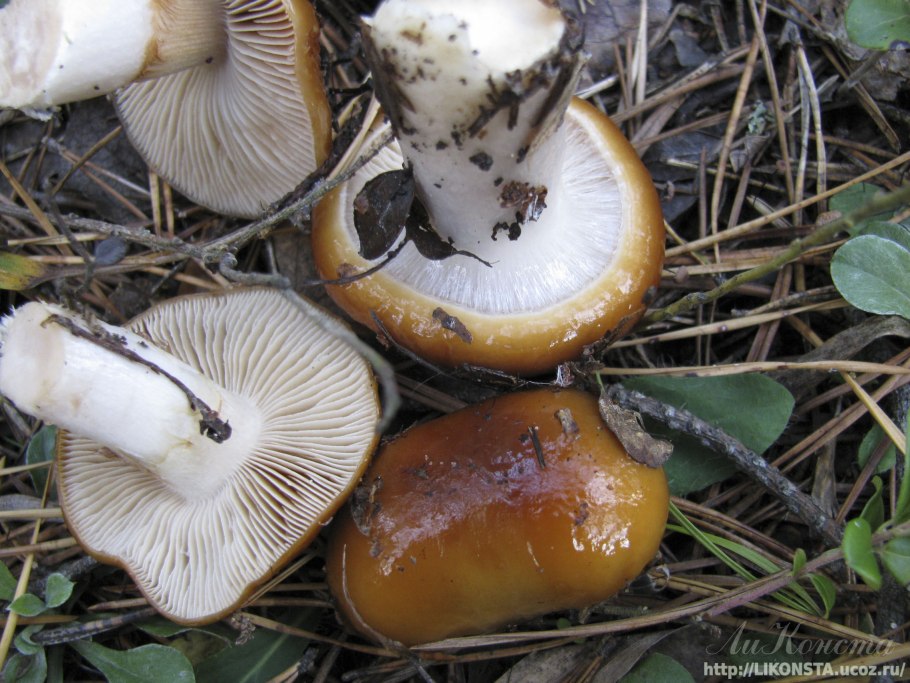 Паутинник слизистый Cortinarius mucosus