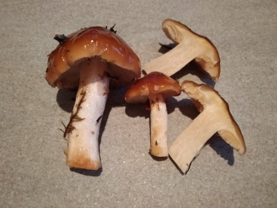 Паутинник склизкий гриб