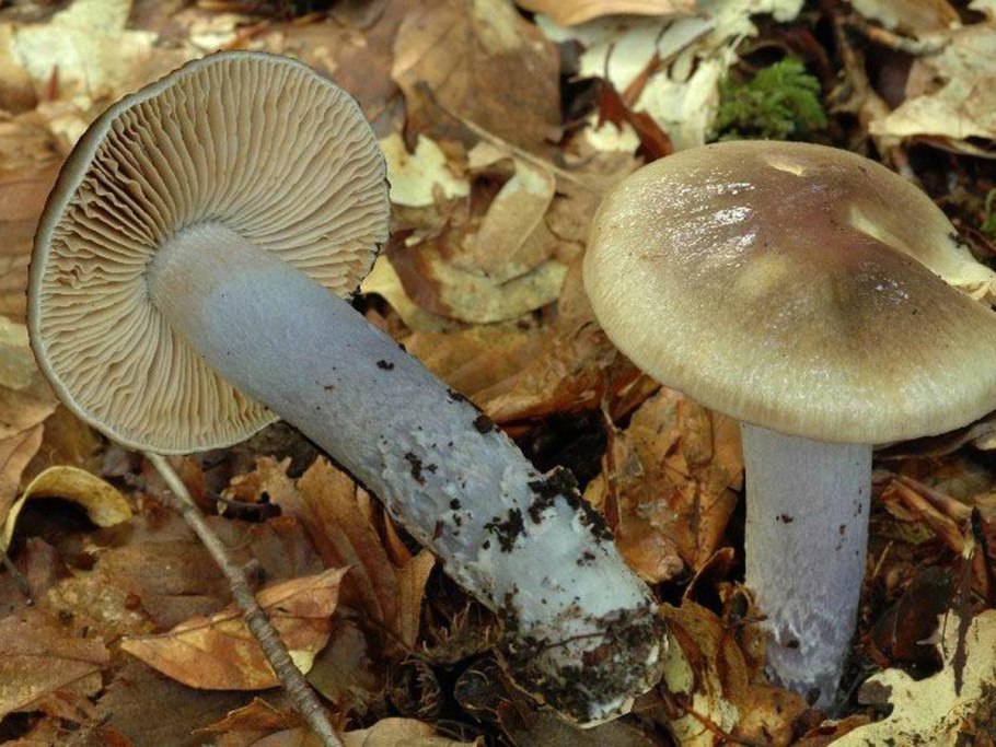 Паутинник слизевой гриб