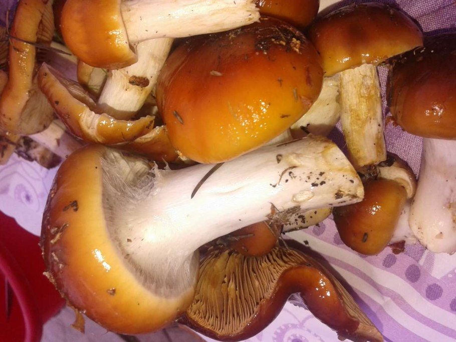 Паутинник пачкающий