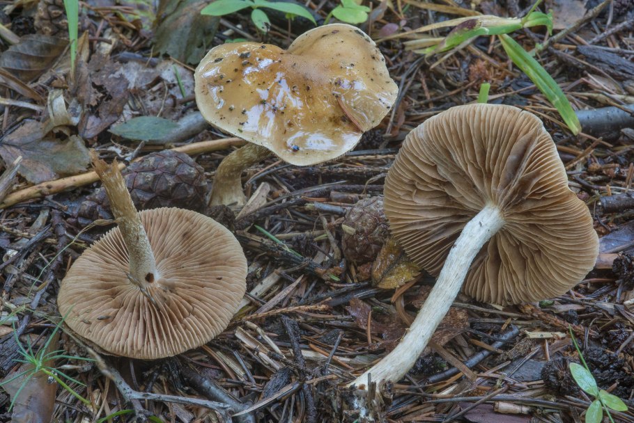 Cortinarius trivialis