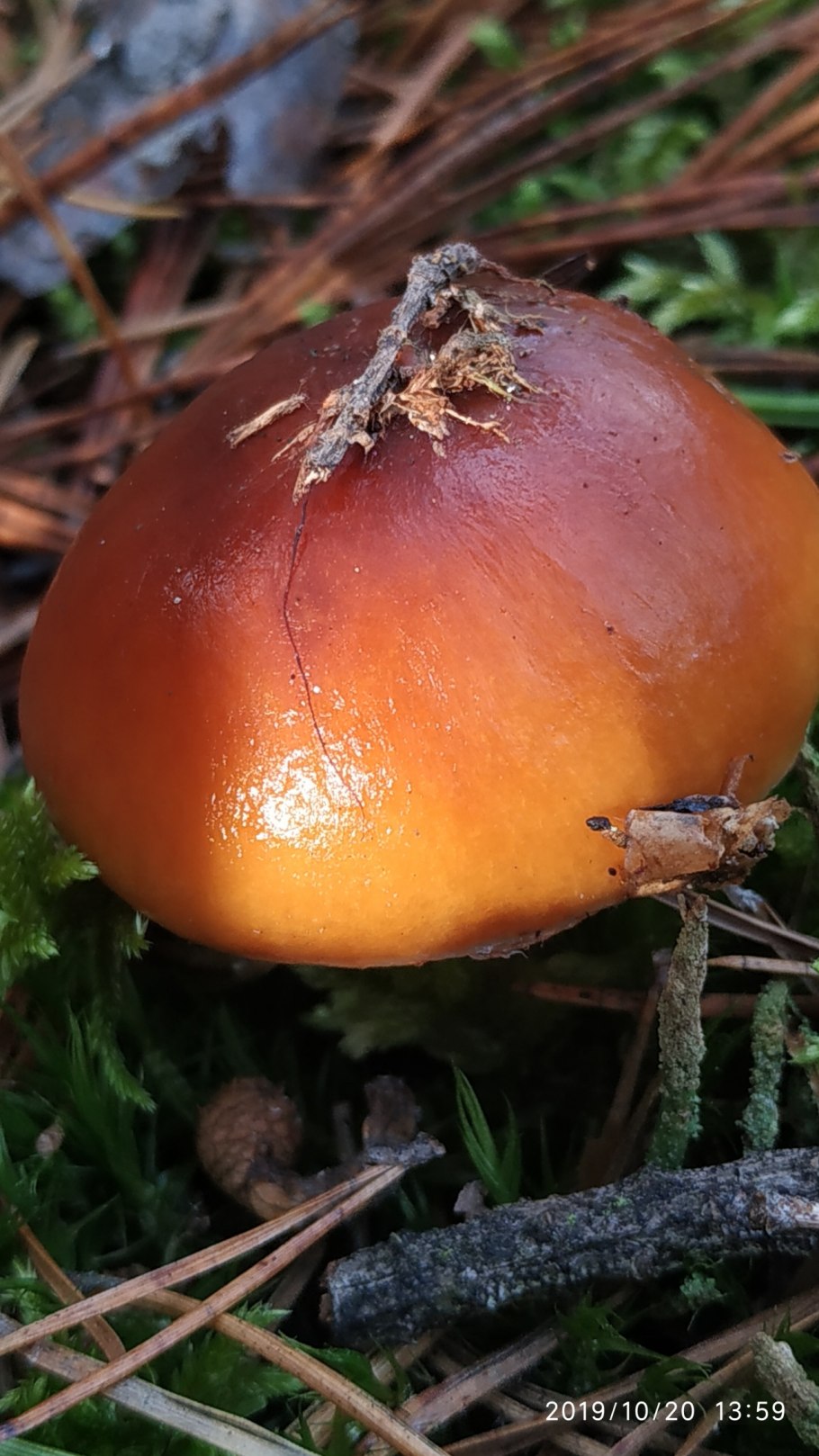 Паутинник слизевой Cortinarius mucifluus