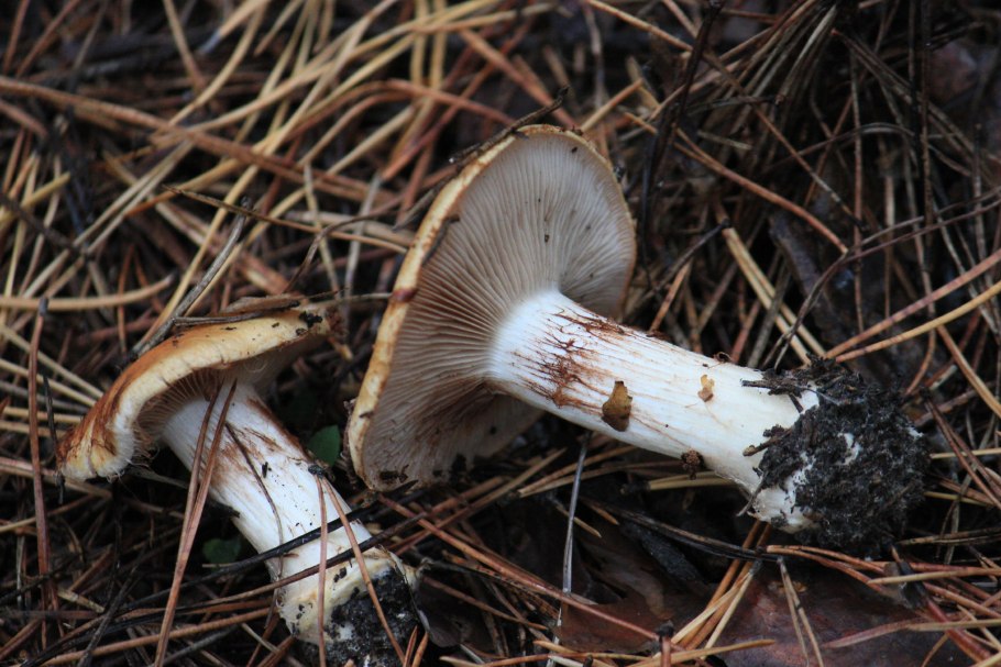 Паутинник сизоножковый