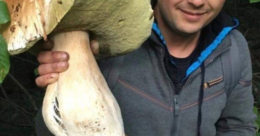 Самый большой гриб Боровик