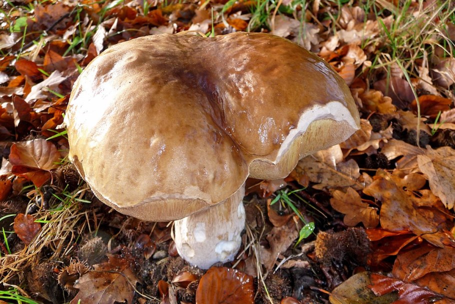 Огромный Боровик